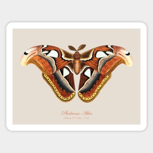 Moth - Atlas Moth, Phalaena Atlas, Attacus Atlas Magnet